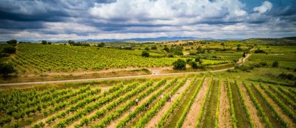 Le vignoble du Domaine de l'Arjolle