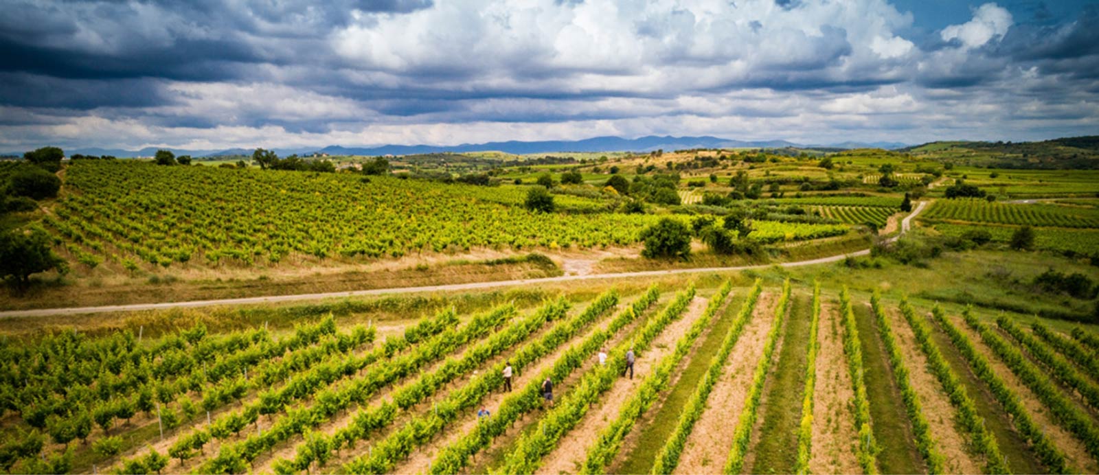 Le vignoble du Domaine de l’Arjolle Le vignoble du Domaine de l'Arjolle